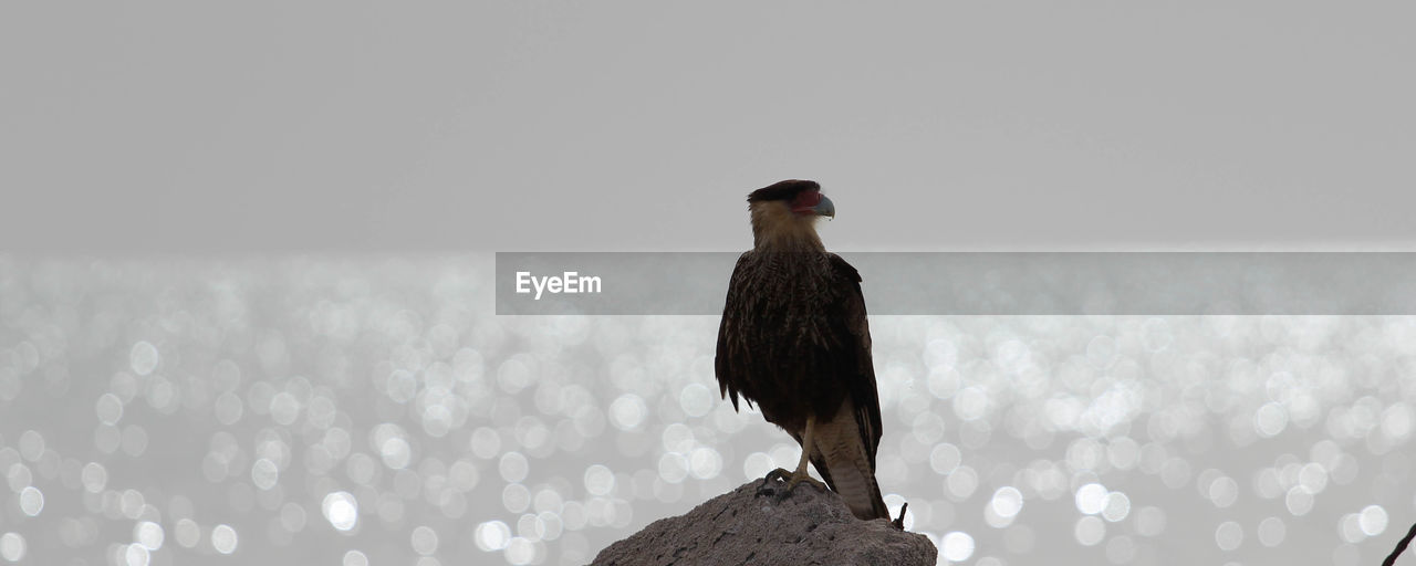 CLOSE-UP OF SPARROW PERCHING ON WALL AGAINST SKY