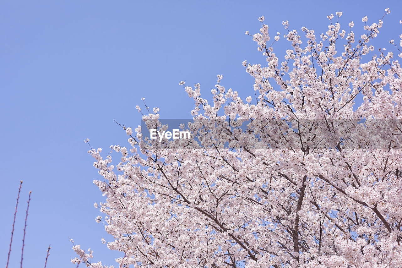 Low angle view of cherry blossom against blue sky