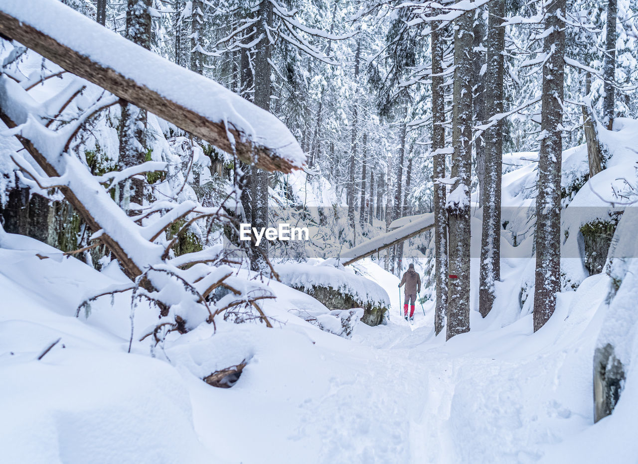 Man backcountry skiing in norwgian forests