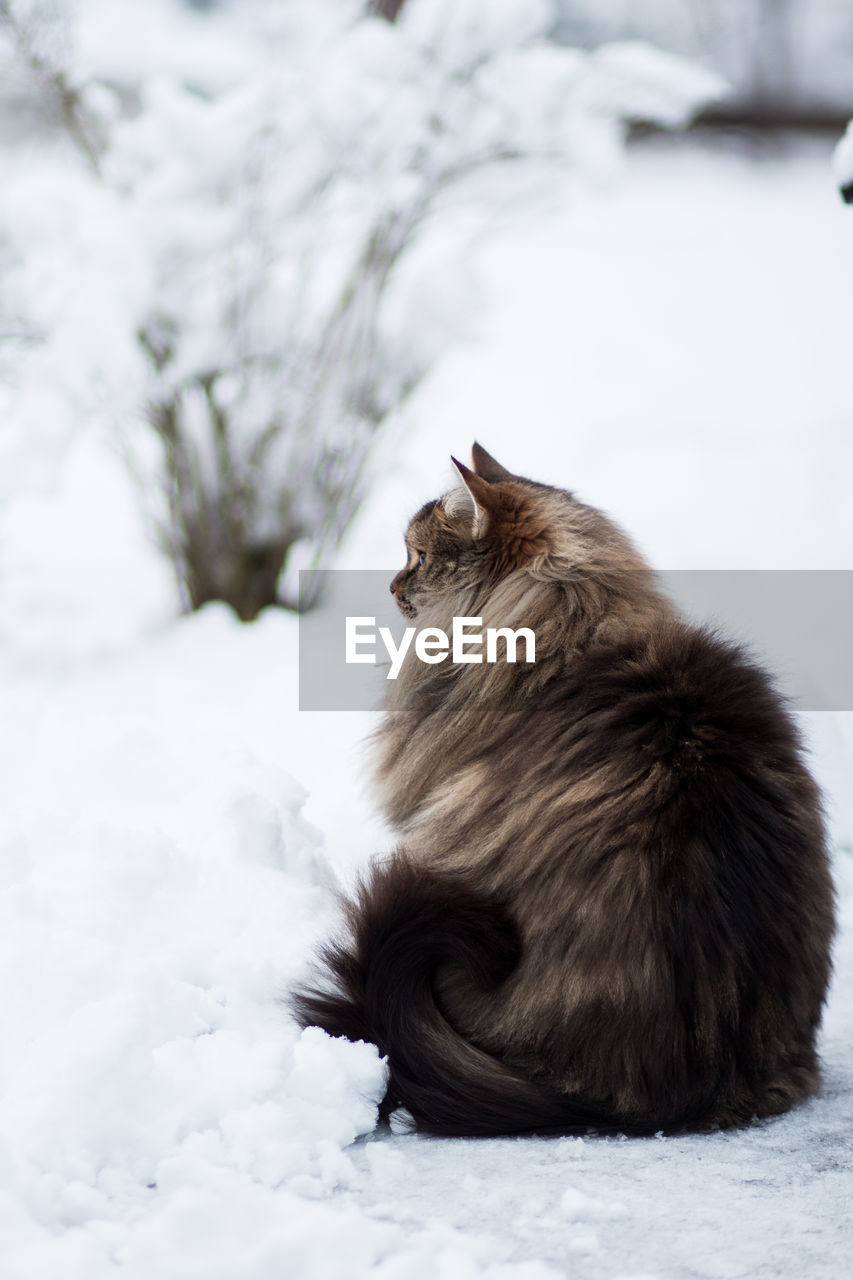 CAT SITTING ON SNOW