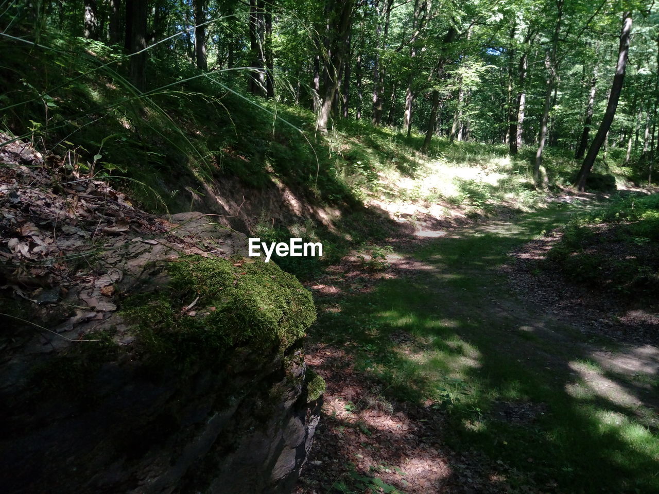 ROAD AMIDST TREES IN FOREST