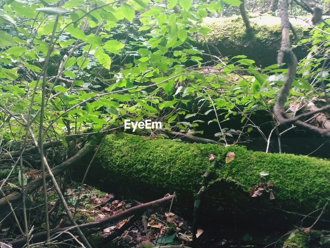 CLOSE-UP OF PLANTS GROWING IN FOREST