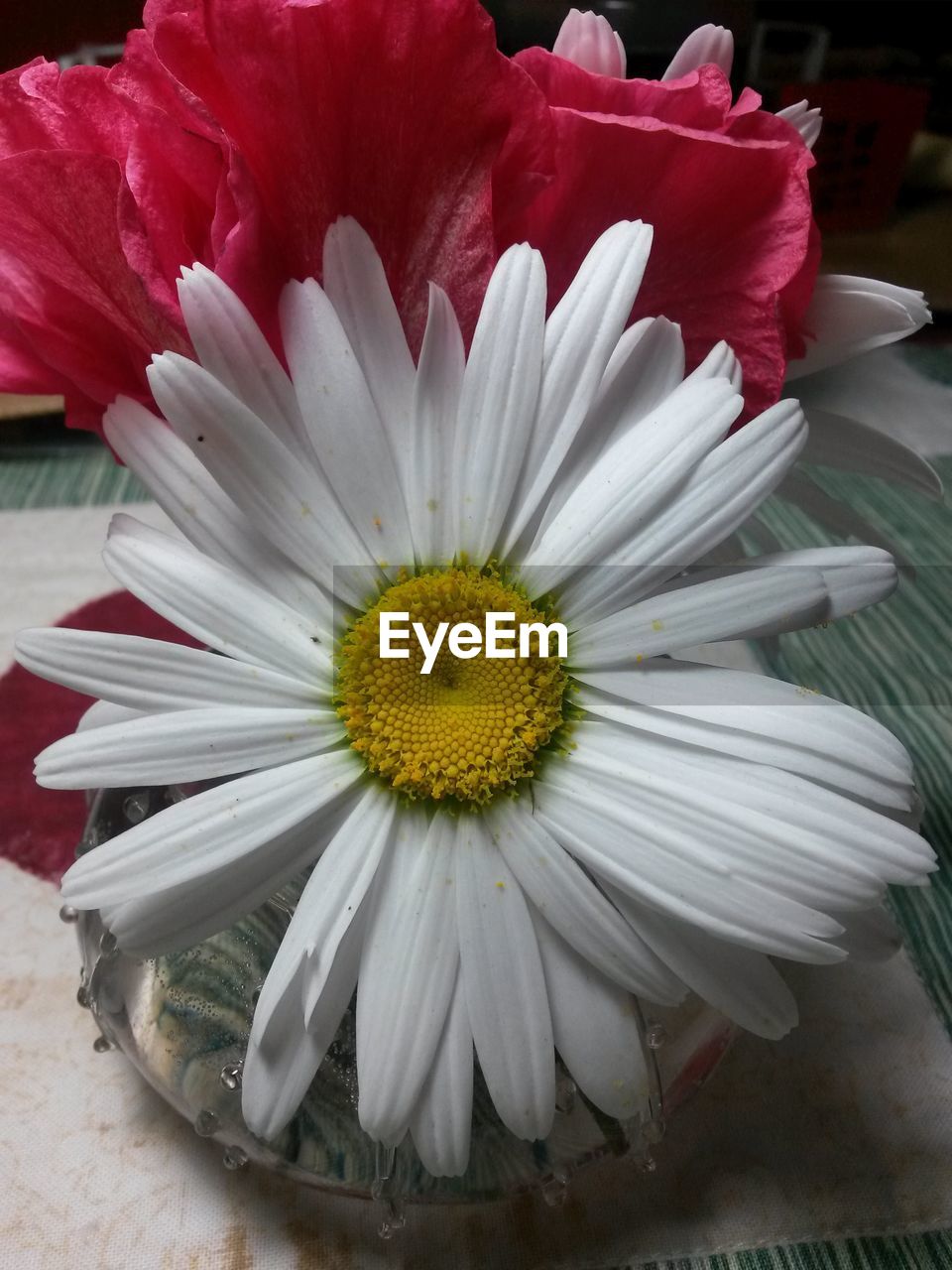 CLOSE-UP OF FLOWER BLOOMING