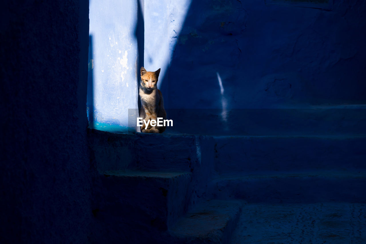 PORTRAIT OF CAT SITTING AGAINST BLUE WALL