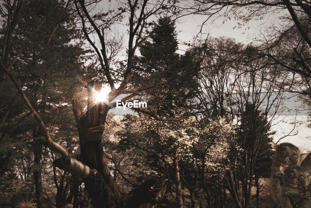 LOW ANGLE VIEW OF TREES AND SUN SHINING THROUGH TREE