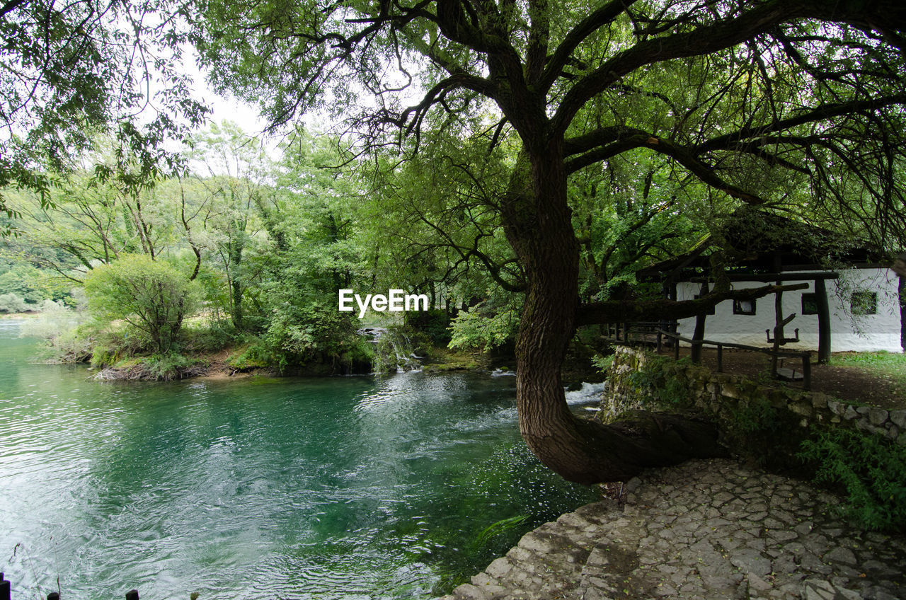 TREES BY RIVER IN FOREST