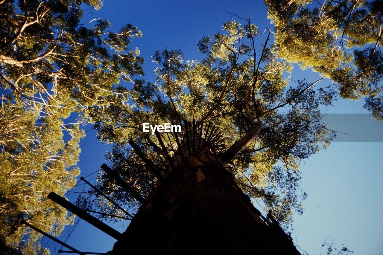 Low angle view of trees against blue sky