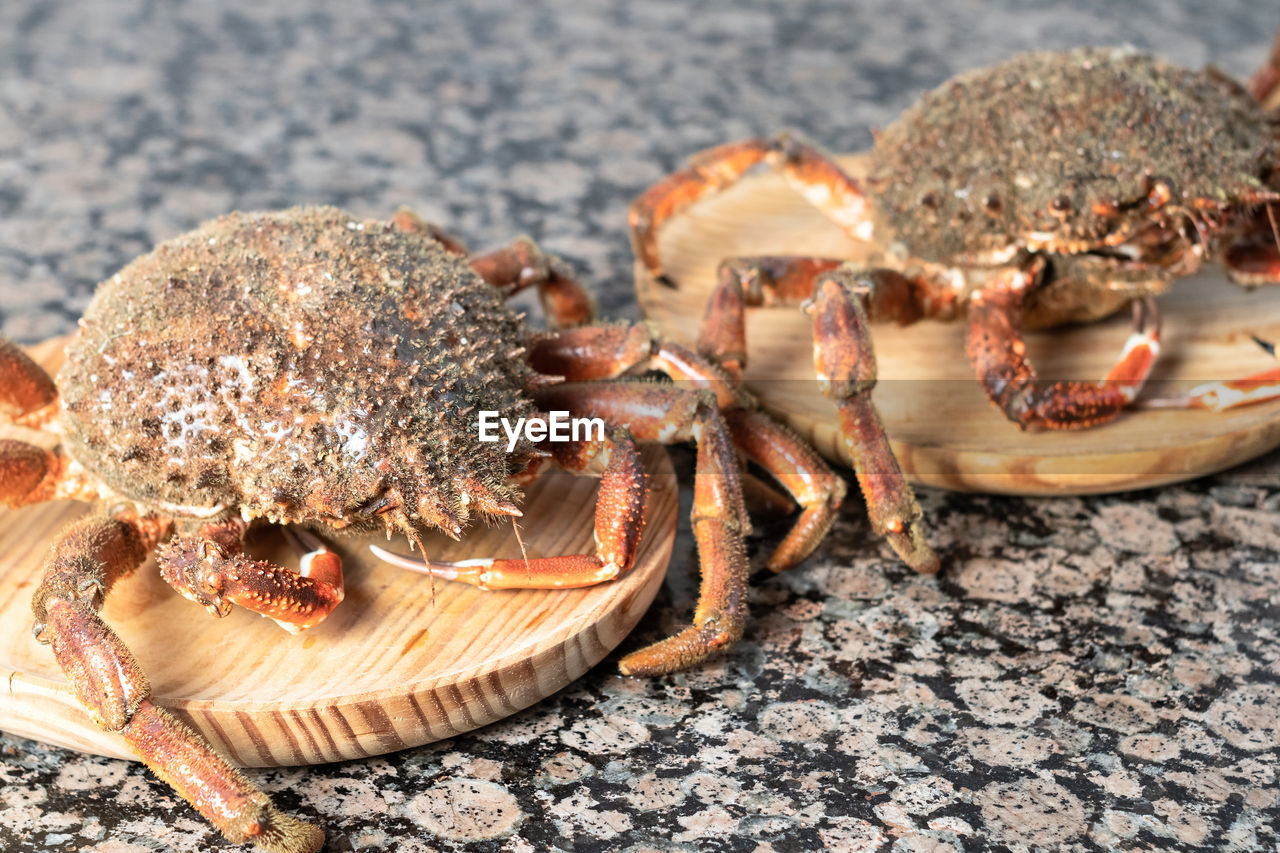 CLOSE-UP OF A CRAB