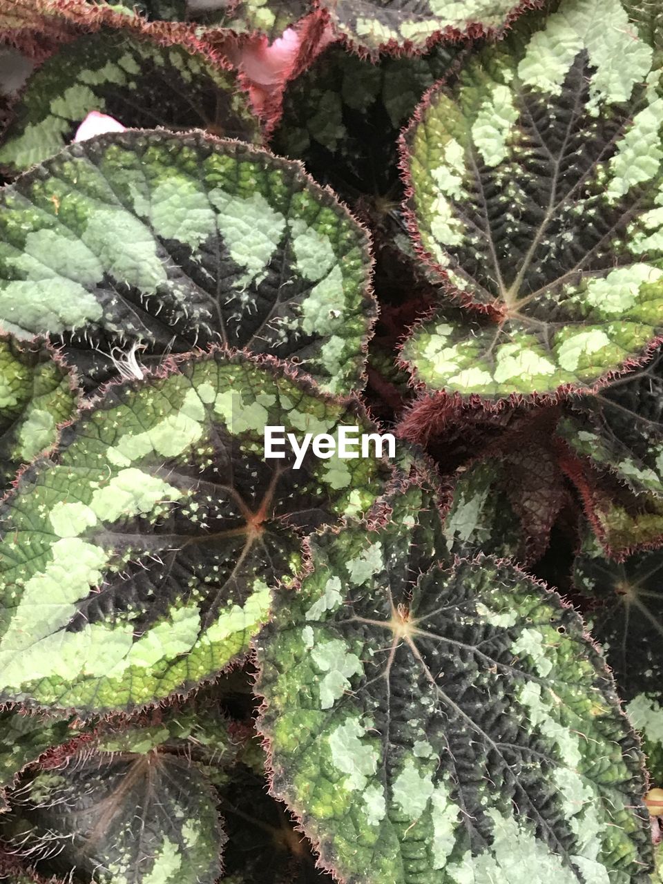 FULL FRAME SHOT OF SUCCULENT PLANTS