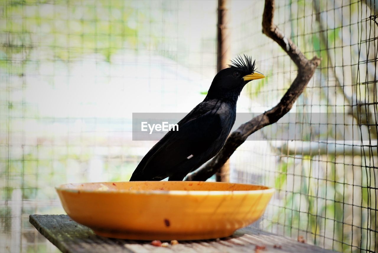 Close-up of bird in cage