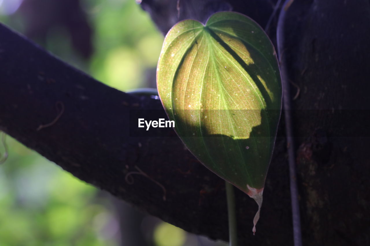 green, leaf, macro photography, plant, nature, close-up, flower, plant part, focus on foreground, growth, yellow, no people, outdoors, day, plant stem, tree, food and drink, branch, food, freshness, healthy eating, beauty in nature, drop, fruit