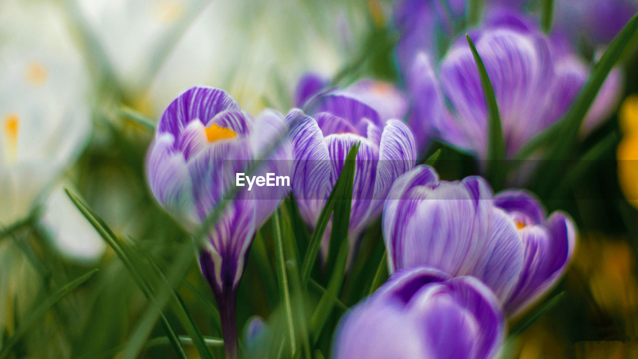 Close-up of purple crocus flowers