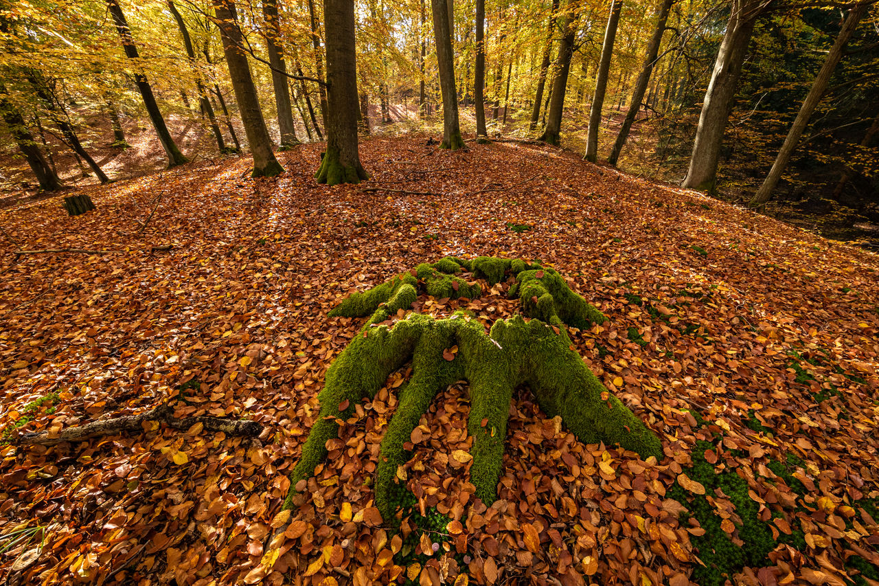 Wide angle shot of moss-covered tree trunk in forest with leaves covered ground on sunny autumn day 