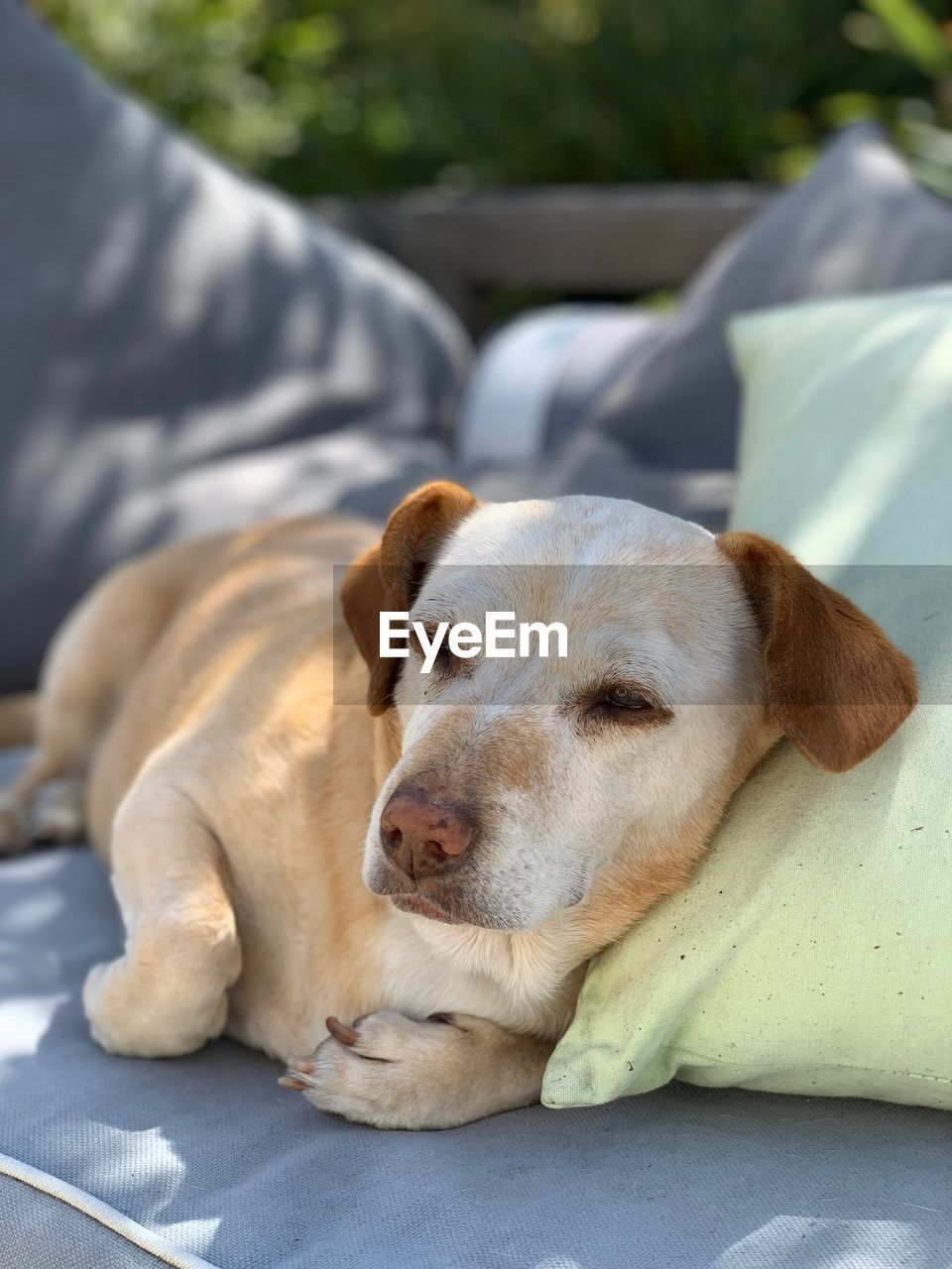 CLOSE-UP OF A SLEEPING DOG