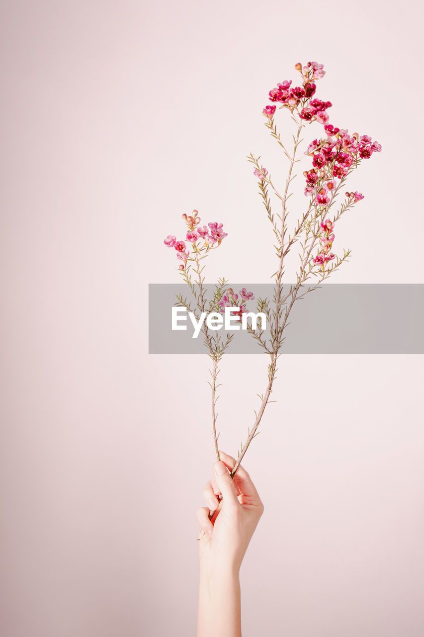 Close-up of hand holding pink rose against white background