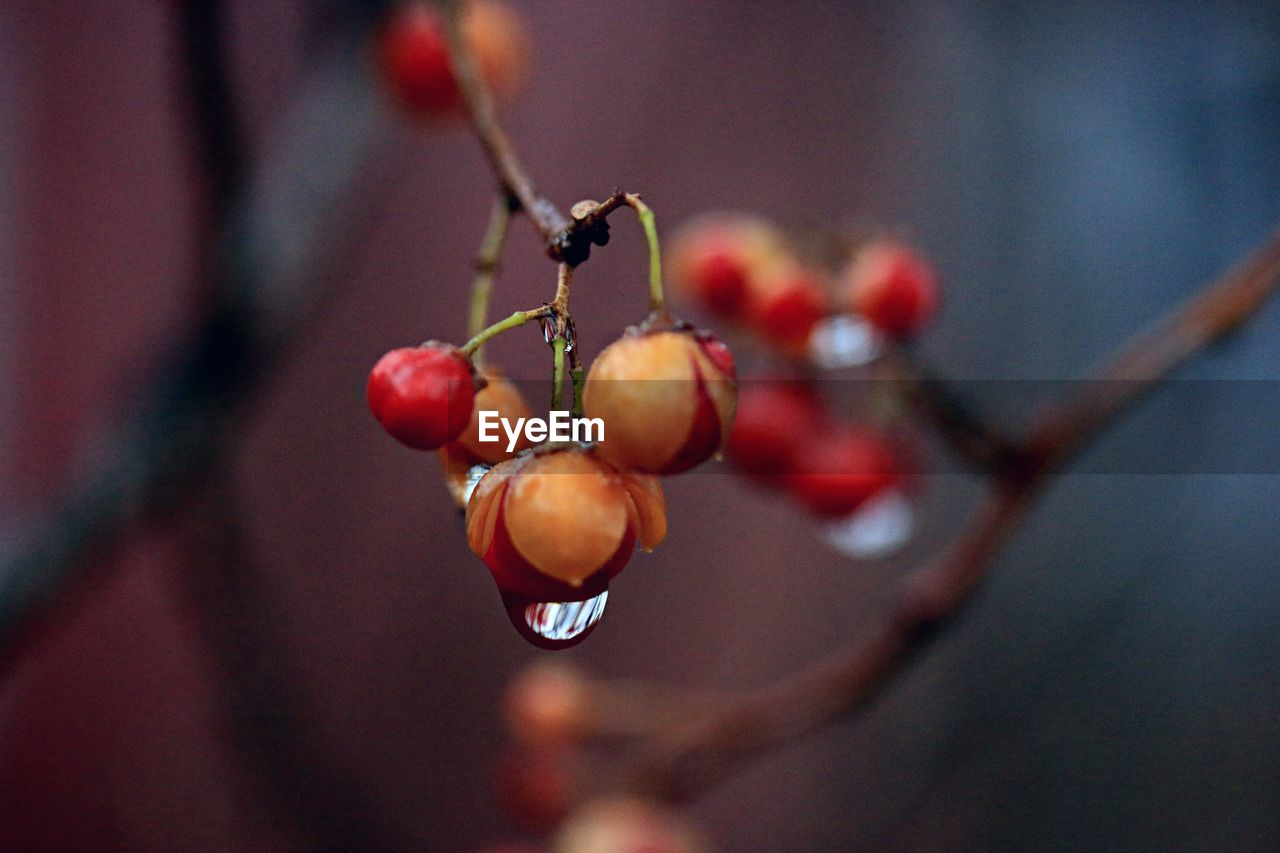 red, fruit, healthy eating, macro photography, food and drink, food, close-up, branch, focus on foreground, flower, rose hip, plant, freshness, leaf, nature, no people, wellbeing, growth, autumn, berry, tree, day, twig, produce, outdoors, hanging, selective focus, cherry, ripe, spring, blossom