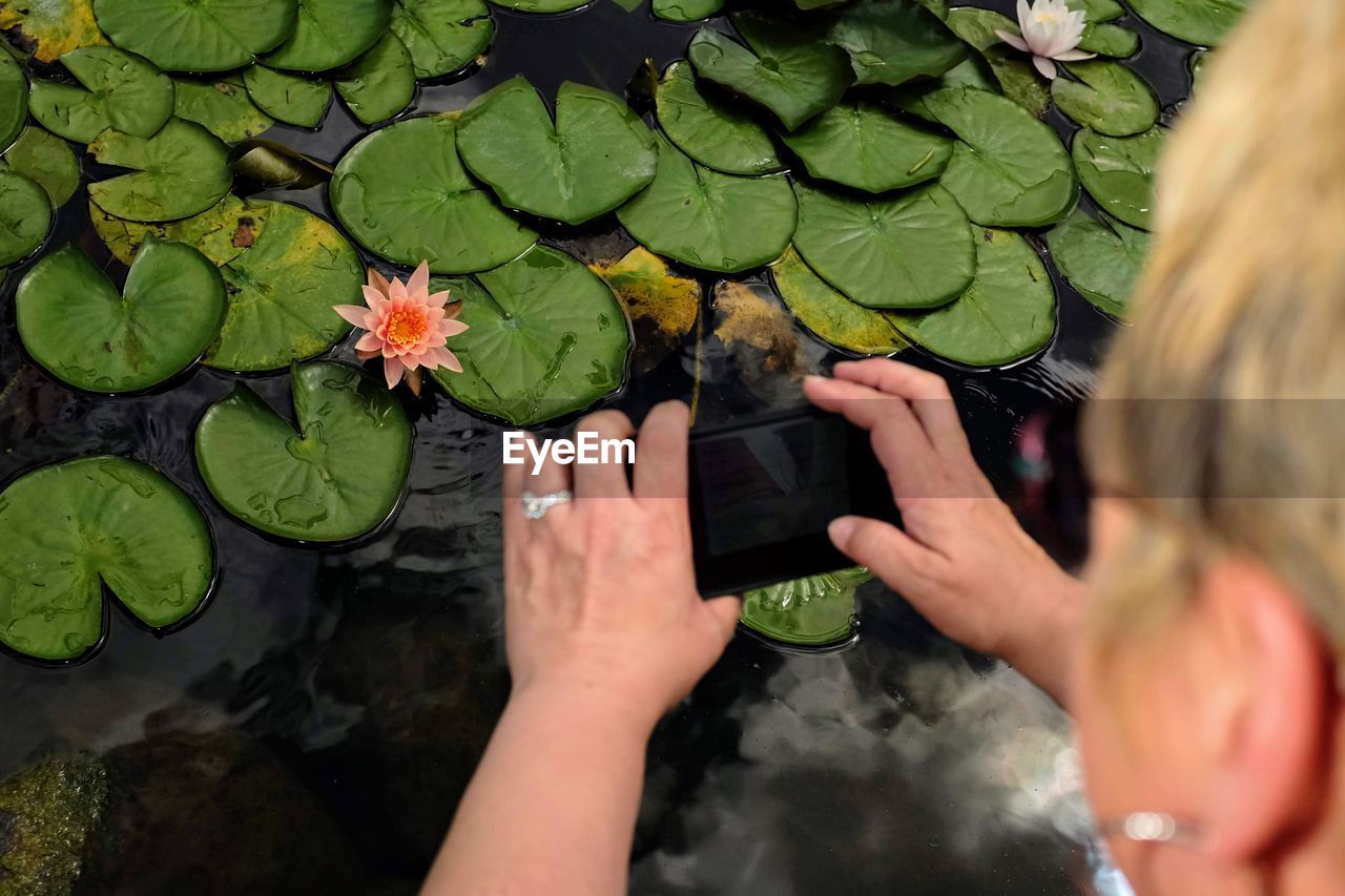 High angle view of woman photographing lotus water lily