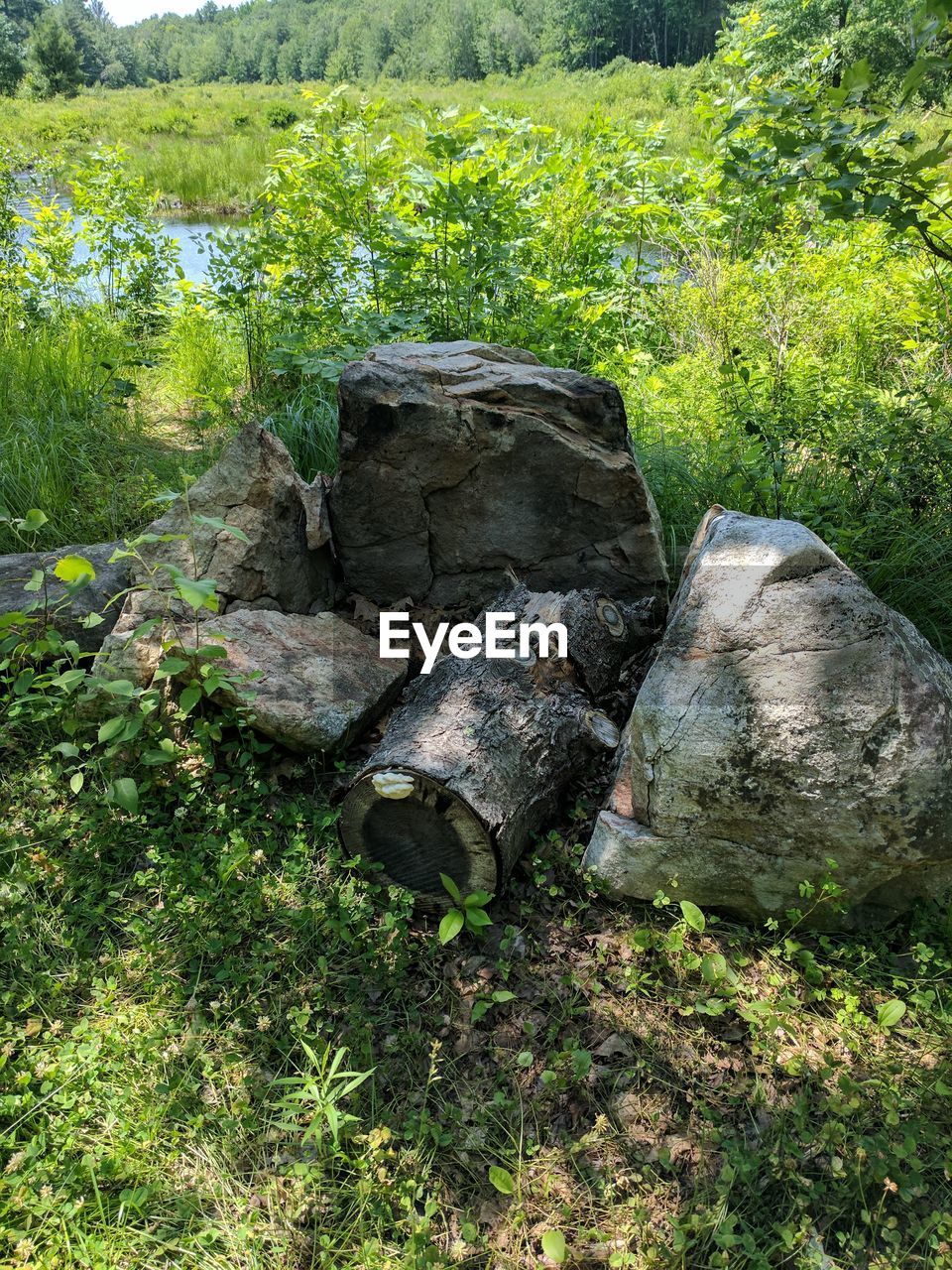 Plants growing on field