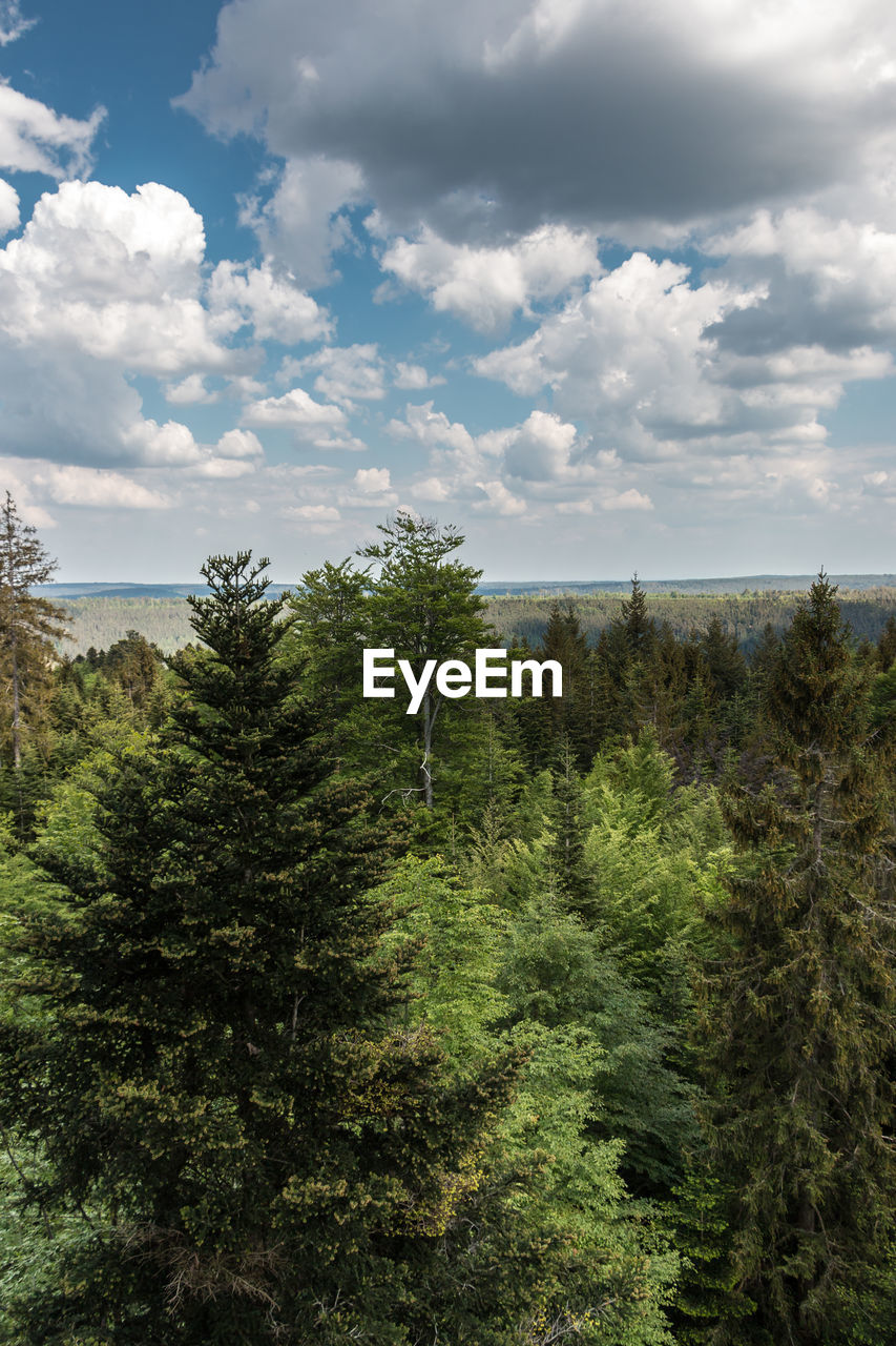 Pine trees in forest against sky