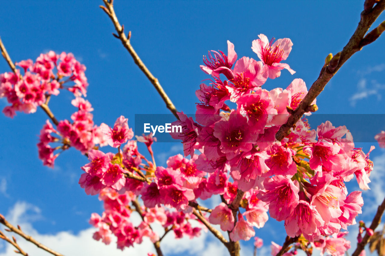 plant, flower, flowering plant, beauty in nature, freshness, tree, blossom, nature, pink, fragility, growth, branch, sky, springtime, spring, no people, close-up, produce, day, low angle view, blue, outdoors, fruit, petal, twig, sunlight, inflorescence, cherry blossom, focus on foreground, botany, flower head, red, clear sky, food, food and drink, cherry tree