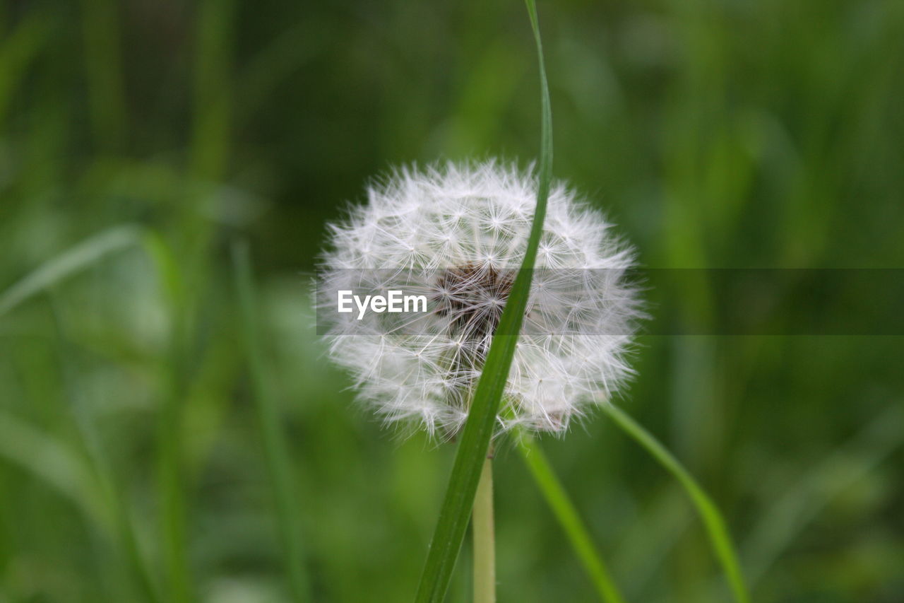 Close-up of dandelion