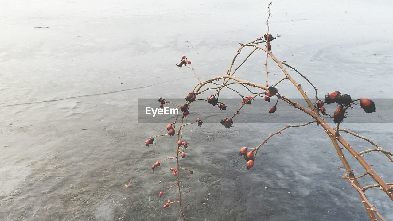 CLOSE-UP OF TWIG WITH WATER