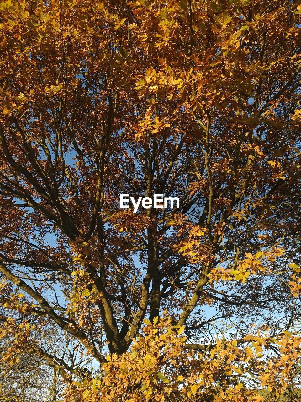 FULL FRAME SHOT OF TREE AGAINST SKY