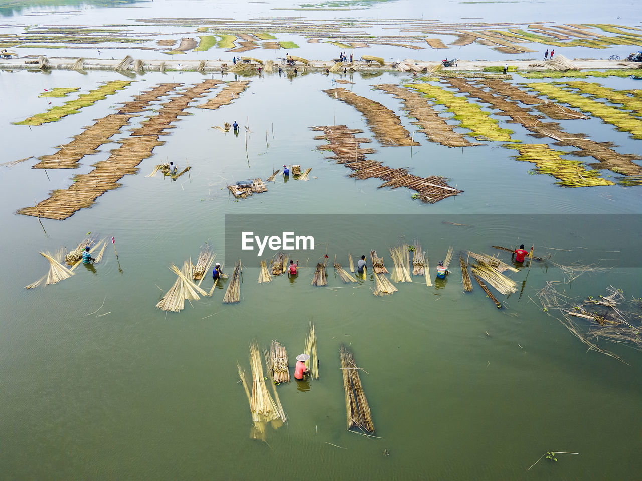 Farmers are busy separating jute fibre from stalks in a water body in natore district, bangladesh.