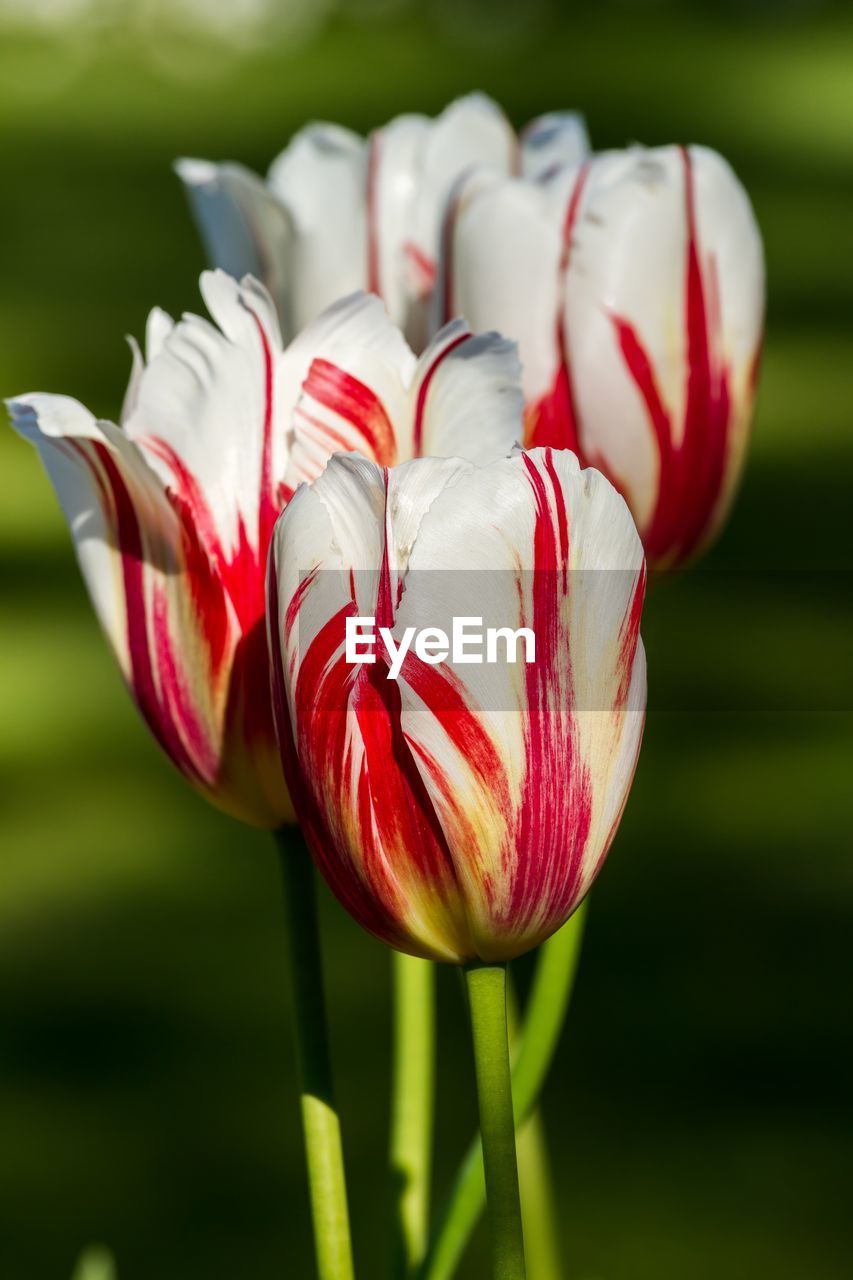 Beautiful white tulip in spring