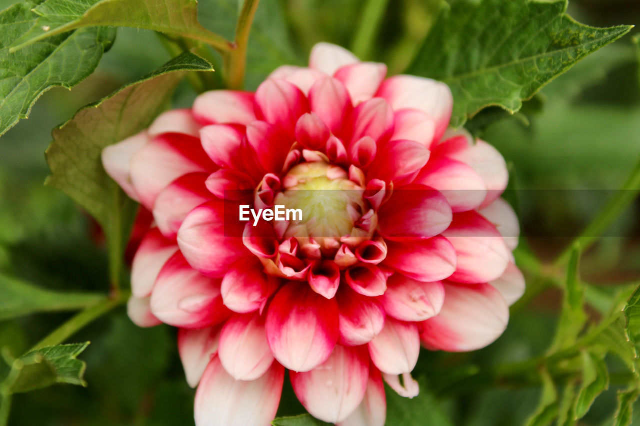 flower, plant, flowering plant, freshness, beauty in nature, close-up, dahlia, nature, petal, pink, flower head, leaf, inflorescence, plant part, fragility, growth, red, no people, focus on foreground, outdoors, springtime, green, summer, macro photography, day