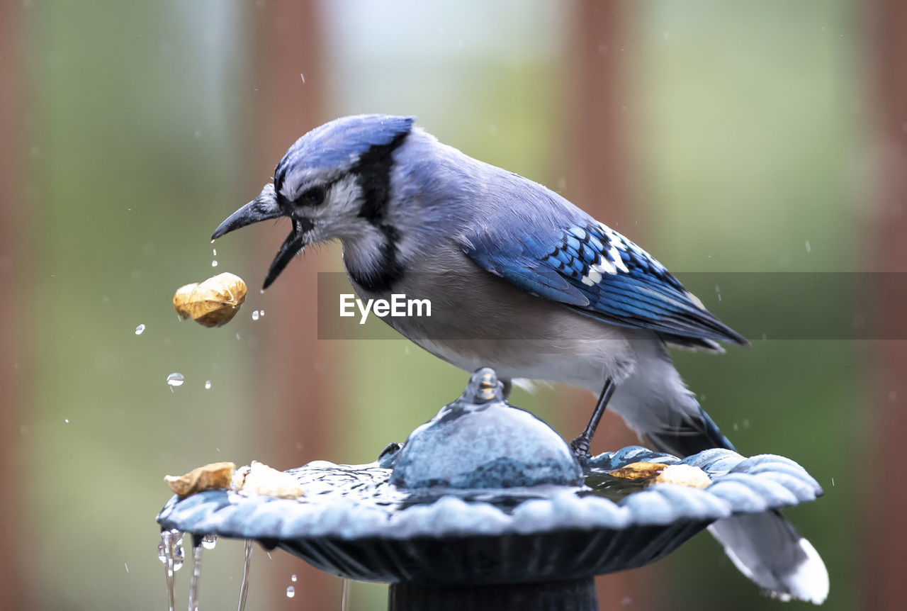 Bluebird on the fountain