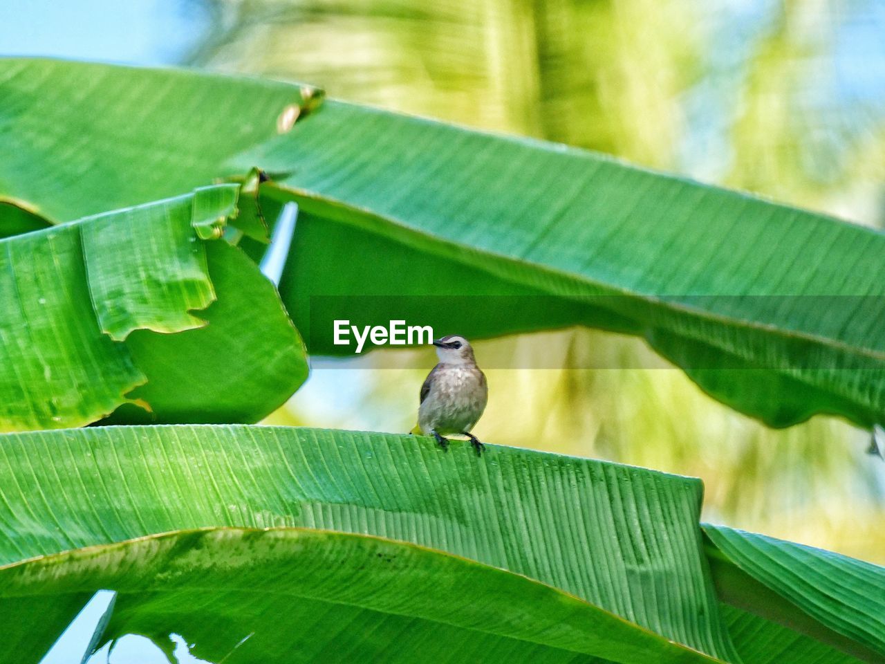 Close-up of bird perching on banana leaf