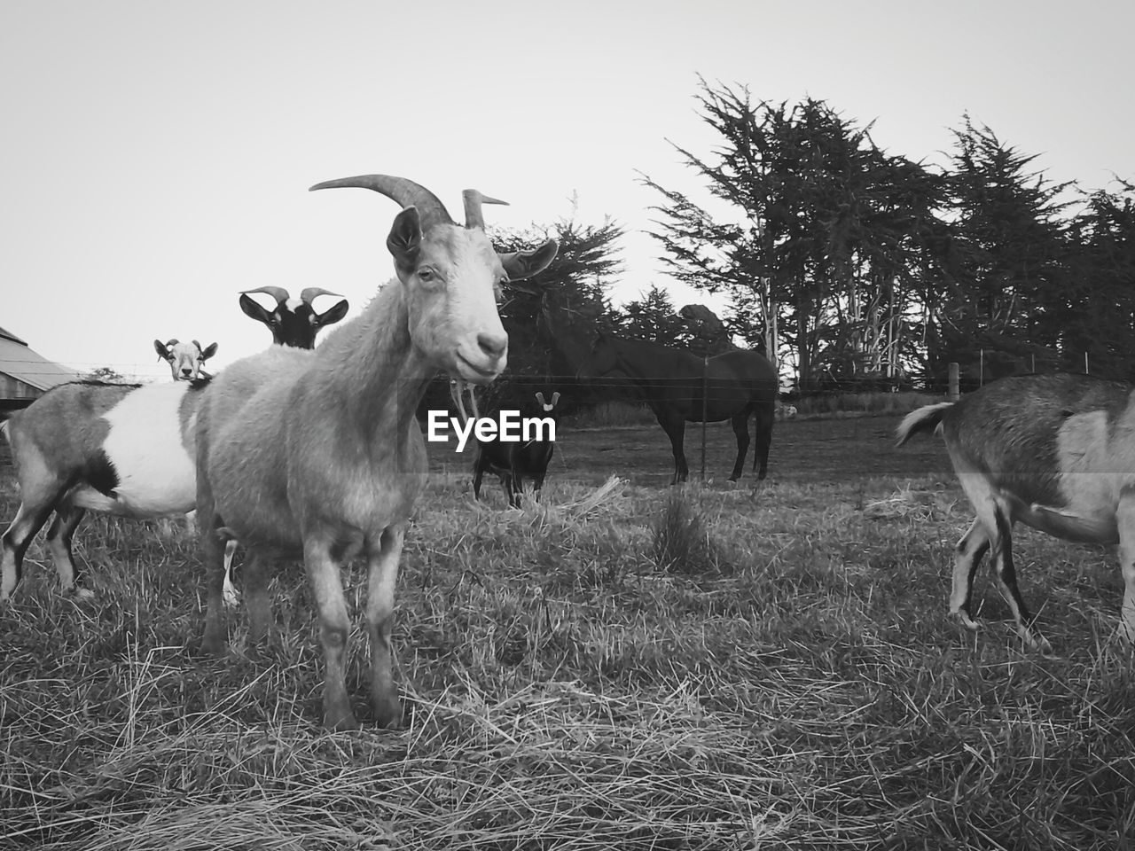 Goats at ranch against clear sky