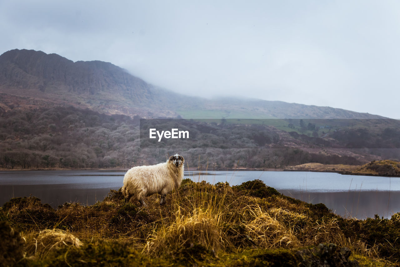 Sheep on lakeshore