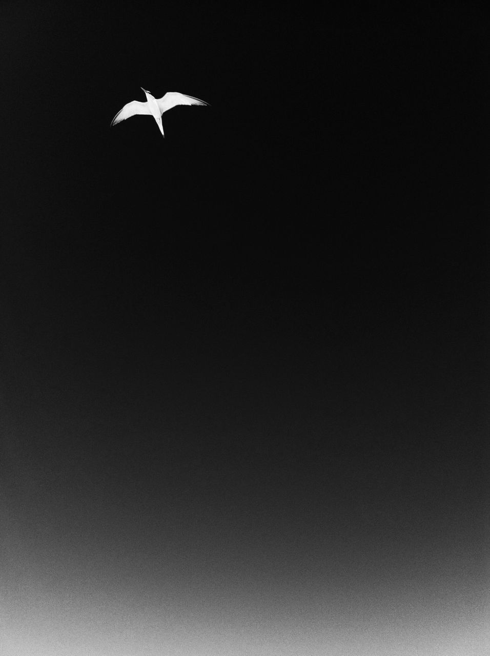 Low angle view of bird flying in sky at night