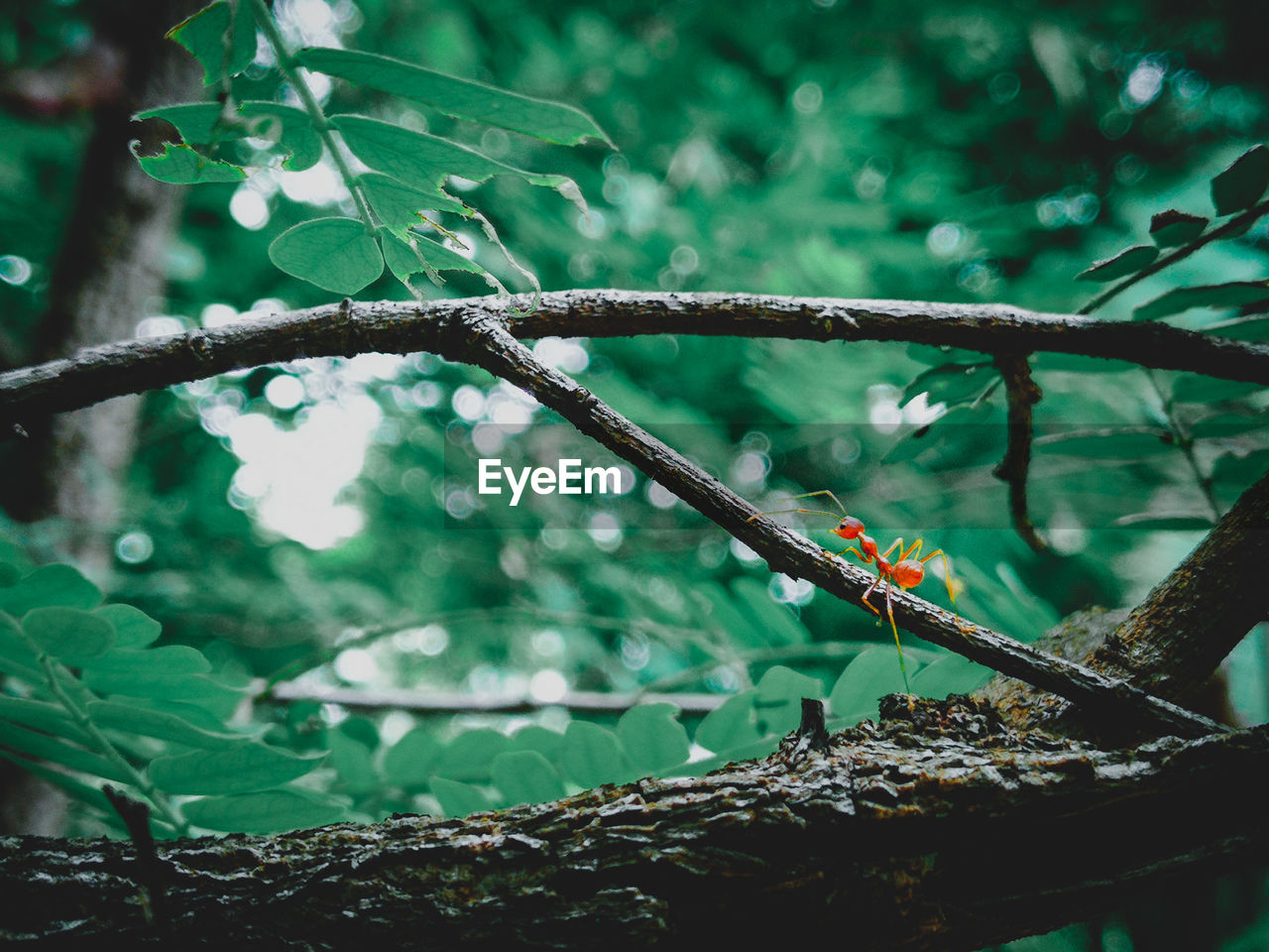 Red ant on branch