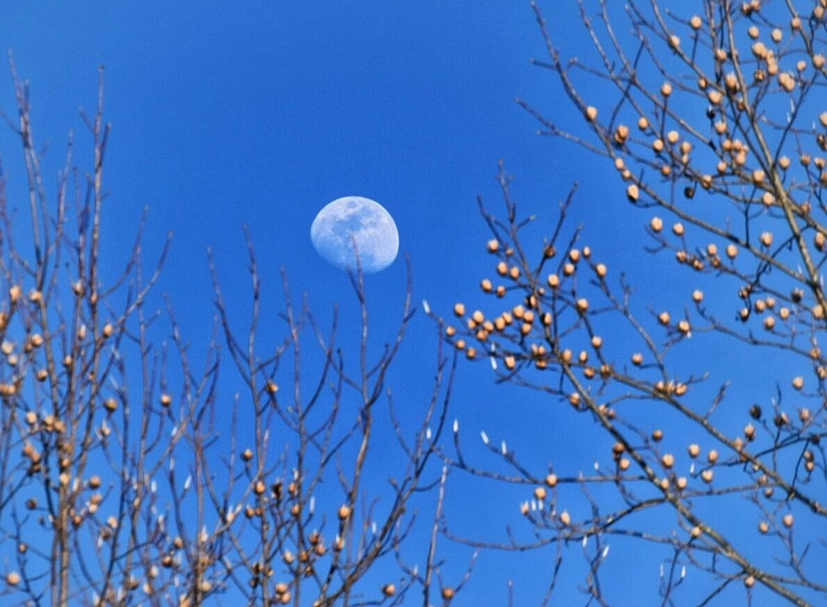 LOW ANGLE VIEW OF TREE AGAINST BLUE SKY