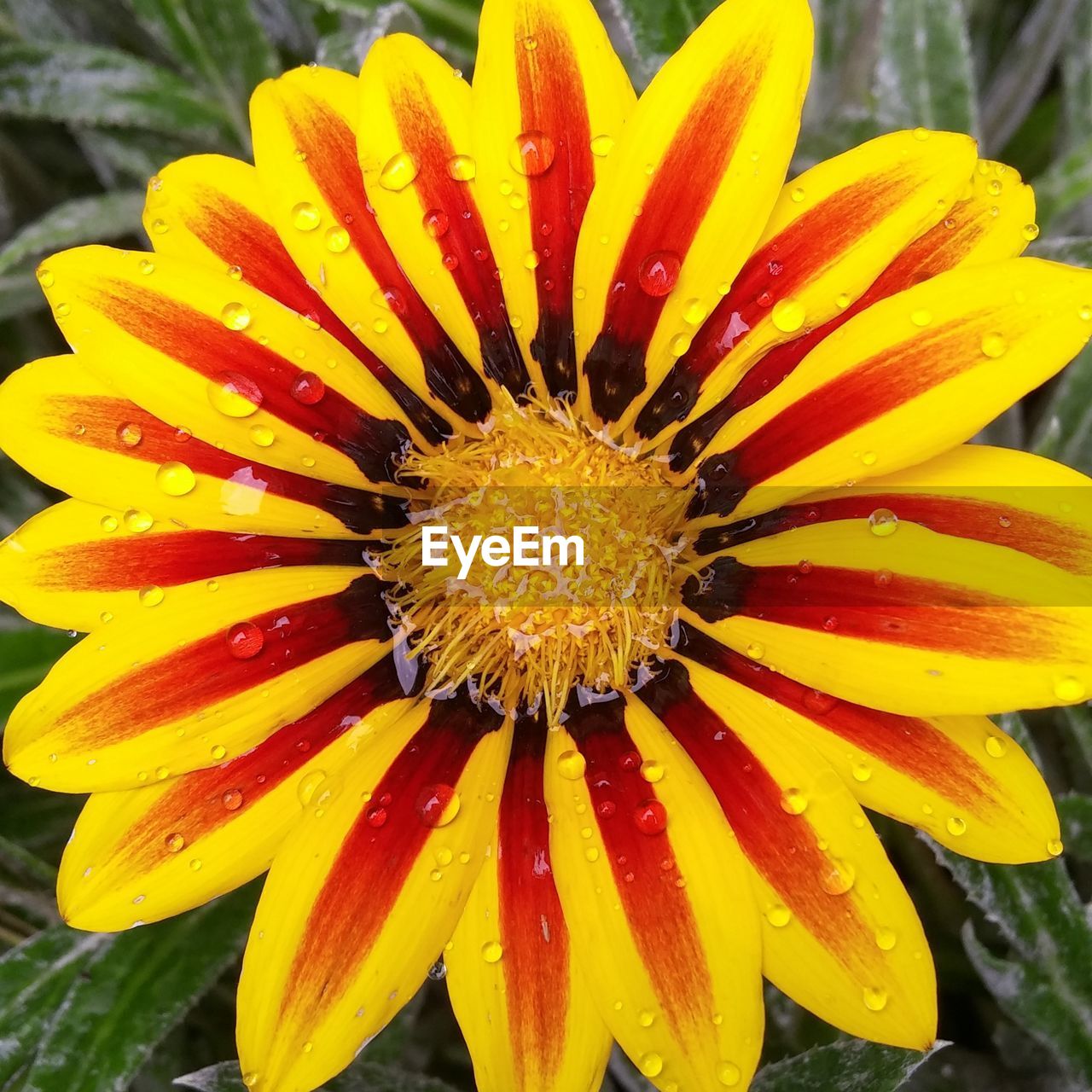 Close-up of yellow flower blooming outdoors