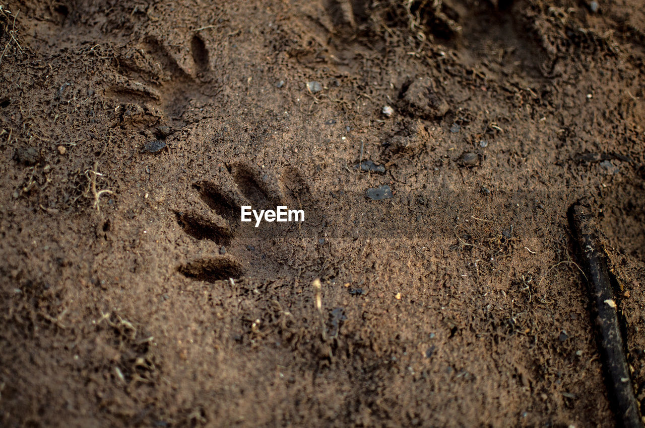 HIGH ANGLE VIEW OF FOOTPRINTS IN SAND