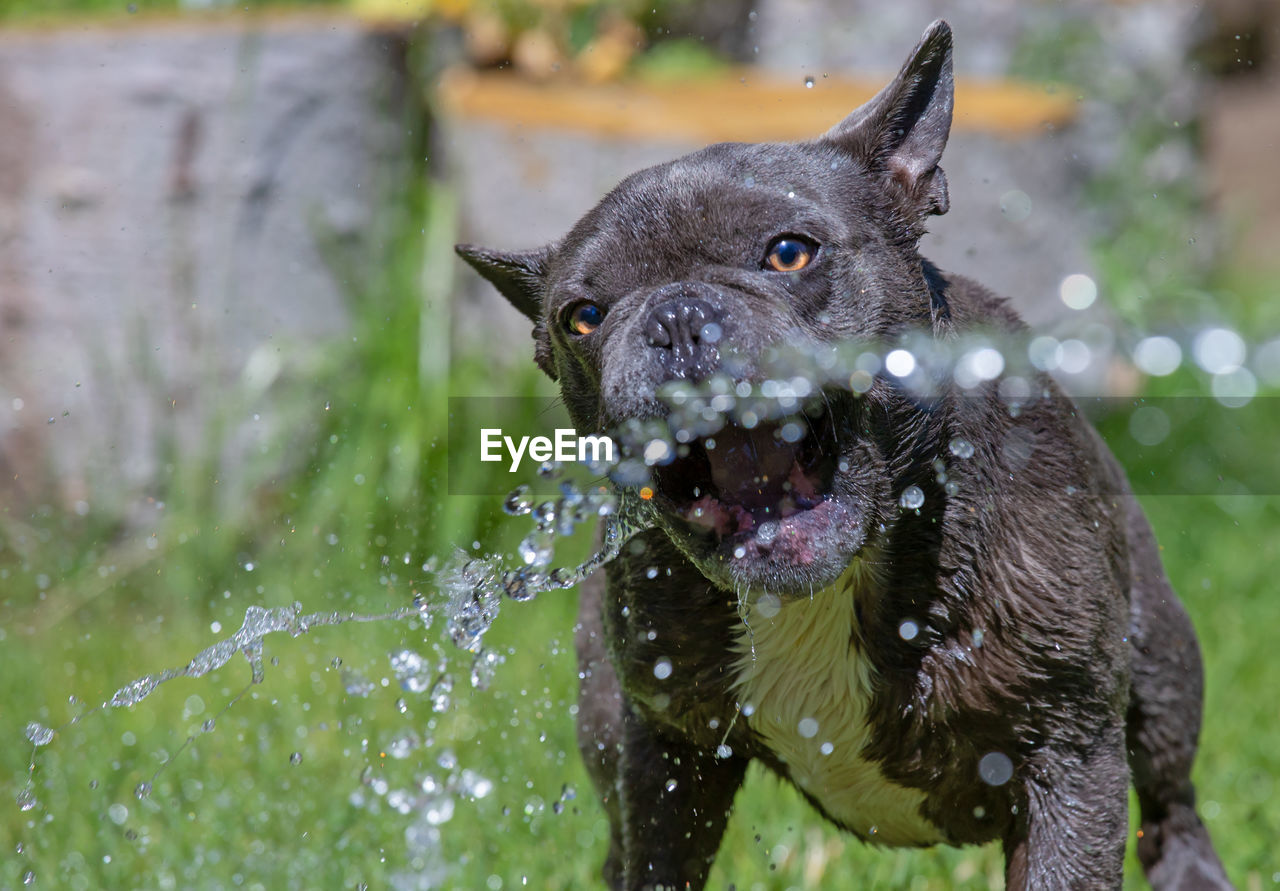 animal, animal themes, mammal, one animal, pet, canine, dog, domestic animals, water, nature, wet, splashing, motion, no people, animal body part, portrait, outdoors, drop, wildlife, grass, day, fun, shaking
