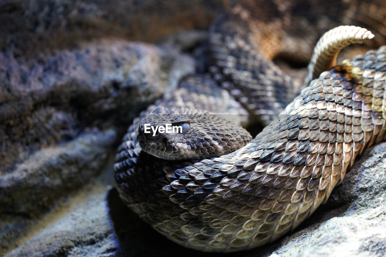 animal themes, animal, snake, animal wildlife, reptile, one animal, wildlife, serpent, no people, animal body part, close-up, poisonous, nature, viper, curled up, warning sign, sign, communication, animal scale, day, outdoors, animal head