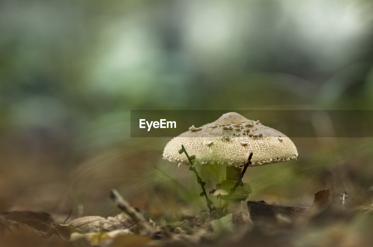 CLOSE-UP OF MUSHROOMS GROWING ON LAND