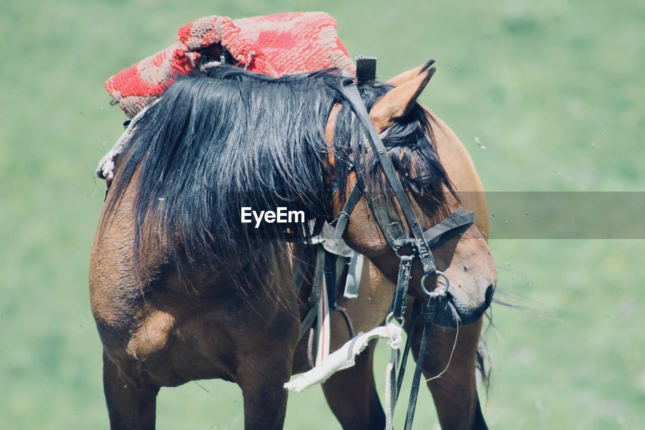 CLOSE-UP OF HORSE WITH ANIMAL