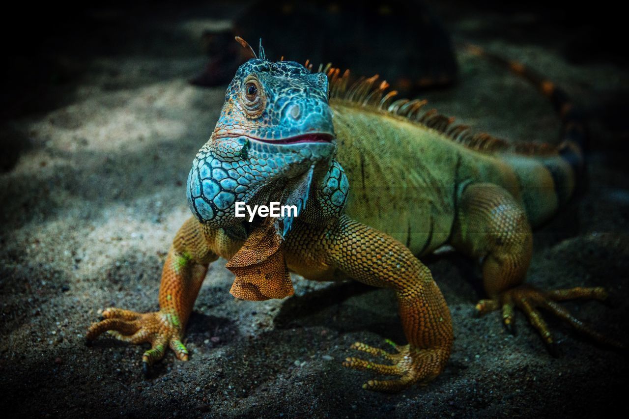 Close-up of iguana on sand