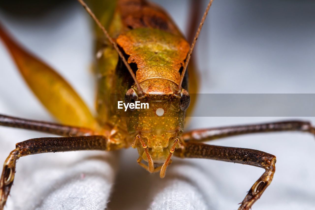 CLOSE-UP OF GRASSHOPPER