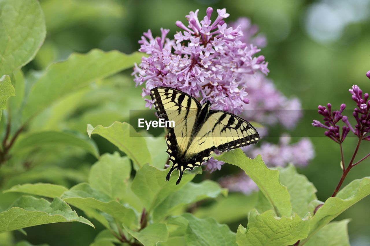 BUTTERFLY POLLINATING FLOWER