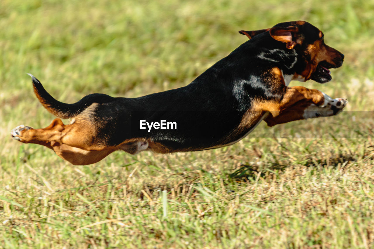 Dog running and chasing coursing lure on green field