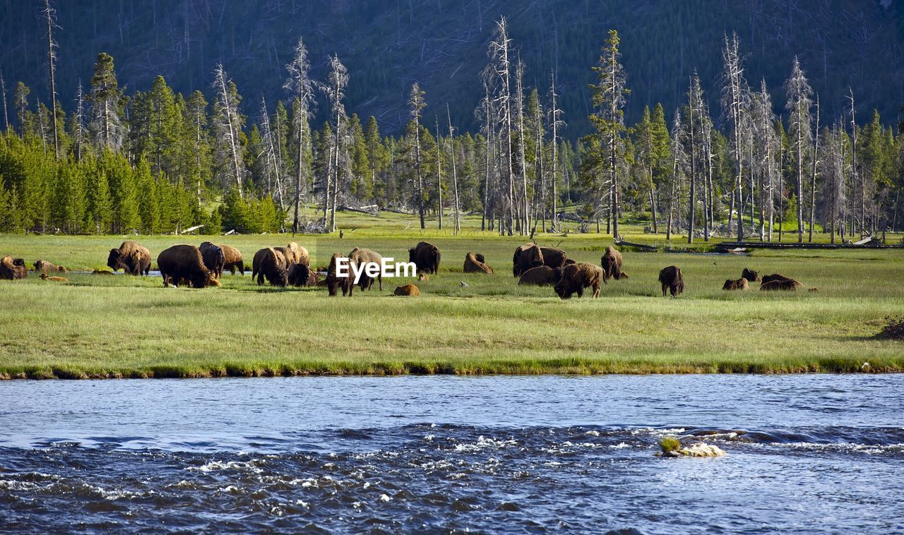 Bison by river on land