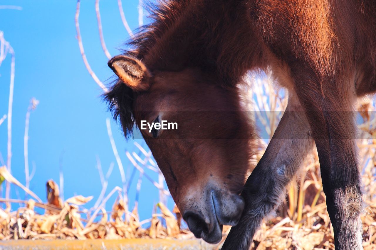 Close-up of horse