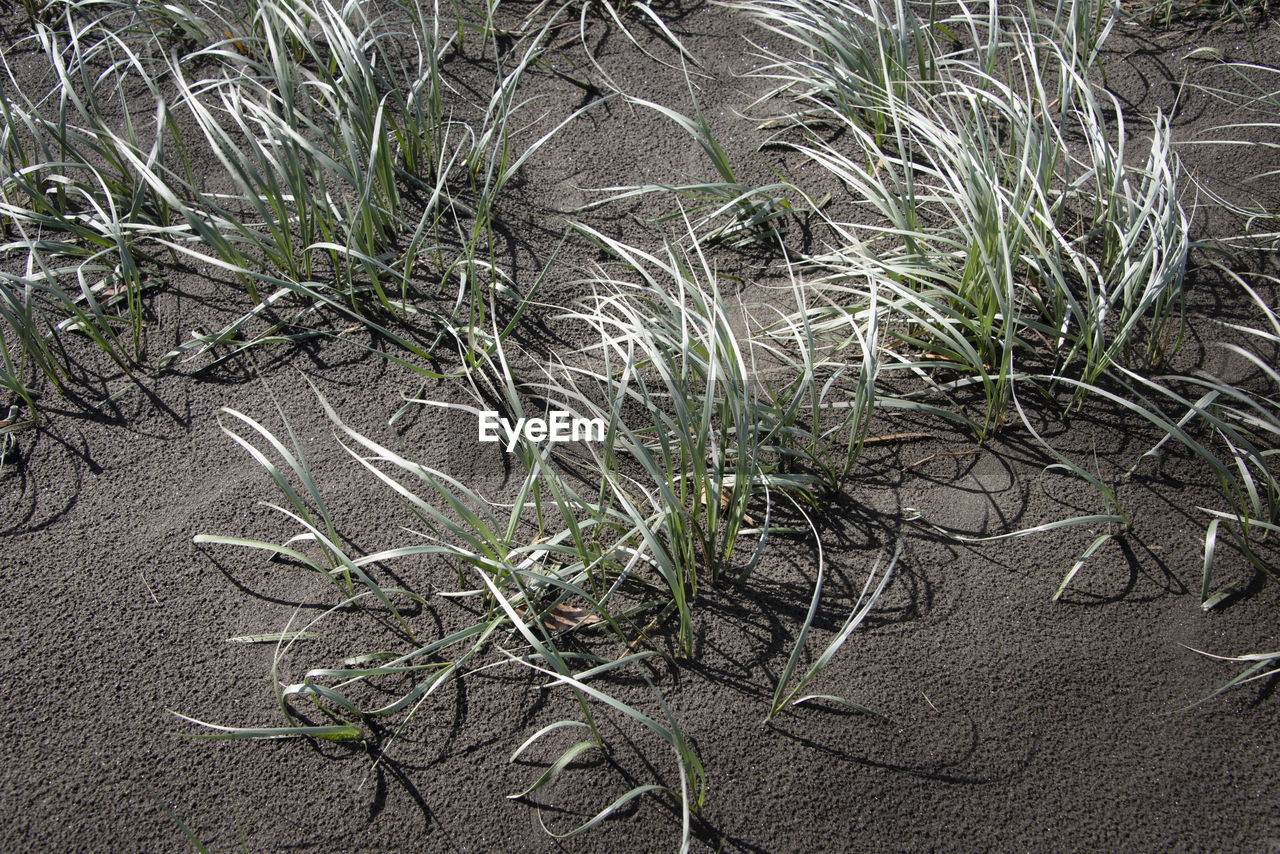 HIGH ANGLE VIEW OF PLANT ON FIELD